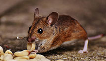 24 Hour & Emergency Exterminators in Springfield, VA